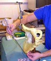 palpation sawbone