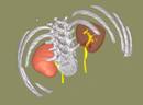 Reins+C�tes(vue%20post)%20avec%20CPC